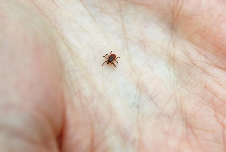 Tick Bites Leading To Rise In Red Meat Allergies General Health Magazine